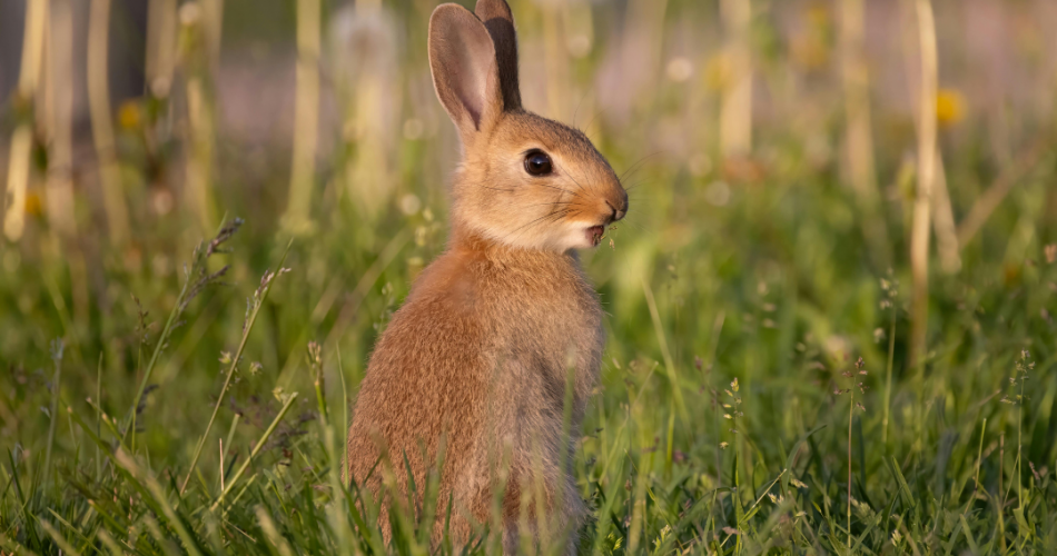 Ostern 2026