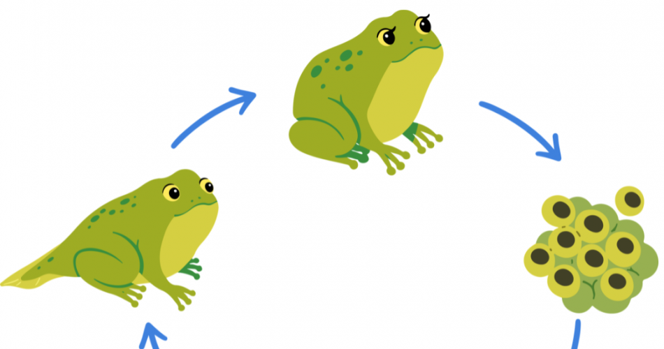 Von der Kauluappe bis hin zum Frosch